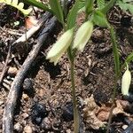 Uvularia sessilifolia Çiçek