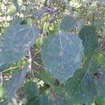 Populus grandidentata Folha