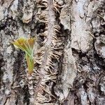 Parthenocissus quinquefolia Folio