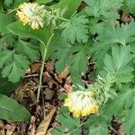 Corydalis nobilis Blüte