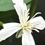 Clematis terniflora Kvet