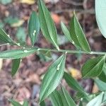 Ruscus aculeatusLeaf