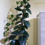 Ficus elastica Hoja