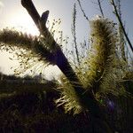 Salix viminalis Λουλούδι