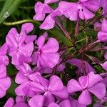 Phlox glaberrimaBlomma