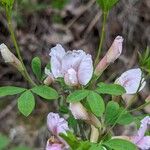 Chamaecytisus purpureus برگ