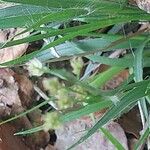 Luzula multiflora Kwiat