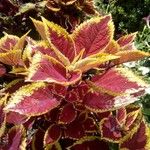 Coleus spp.Feuille