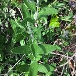 Salvia mellifera Hoja