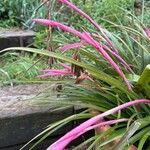 Billbergia nutans Flower