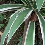 Agave angustifolia 叶