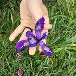 Iris macrosiphon Fiore
