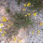 Hippocrepis scorpioides Yeri