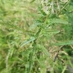 Cirsium palustre Leaf