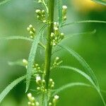 Erigeron canadensis Blad