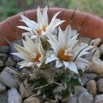 Turbinicarpus schmiedickeanus Характер