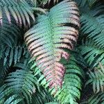 Blechnum cordatum മറ്റ്