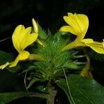 Barleria oenotheroides Inny