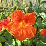 Tropaeolum minus Flower