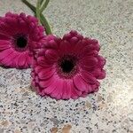 Gerbera viridifolia Flor