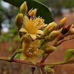 Cloezia floribunda Λουλούδι
