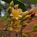 Cloezia floribunda പുഷ്പം