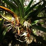 Jumellea triquetra Habitatea