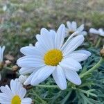 Tanacetum cinerariifolium Fleur