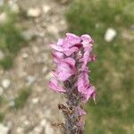 Pedicularis rostratospicata 花