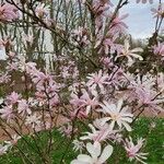 Magnolia stellata 整株植物