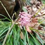 Helonias orientalis Flower