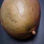 Mangifera indica Frucht