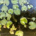 Nymphoides cristata Hoja
