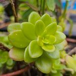 Sedum kimnachii 葉