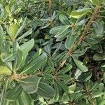 Pittosporum heterophyllumFolio