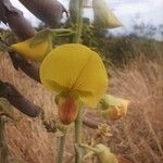 Crotalaria spectabilis Blomma