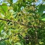 Chionanthus virginicus Fruit