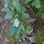 Prunella vulgaris Blomst