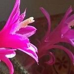 Aporocactus flagelliformis Λουλούδι