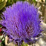 Cynara scolymus പുഷ്പം