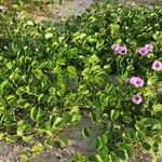 Ipomoea pes-caprae 整株植物