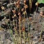 Juncus capitatus Vekstform