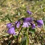 Soldanella pusilla Virág