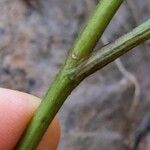 Symphyotrichum cordifolium Bark