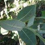 Moricandia sinaica Leaf