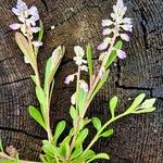 Polygala amarella Folio