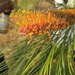 Grevillea excelsior Flower