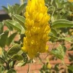 Argyrocytisus battandieriFlower