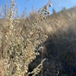 Artemisia frigida Blüte
