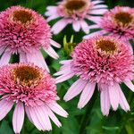 Echinacea purpurea Květ